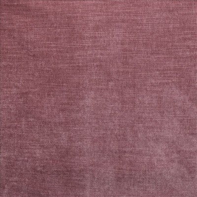 Kasmir WORTHY           ENGLISH ROSE    